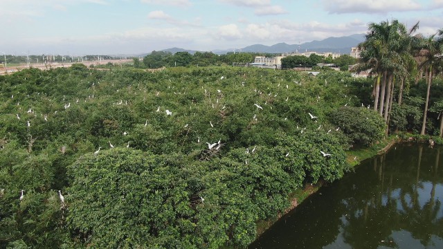 1124鷺鳥公園征名_2020-11-24_10-54-30.jpg