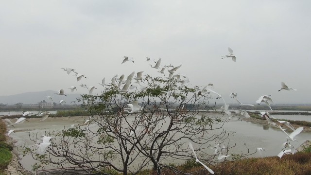 0108鷺鳥(niǎo)群聚謝崗濕地 白衣勝雪賽飛絮_2021-01-08_11-44-42.jpg