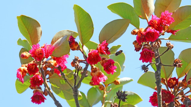 0119紅花荷開(kāi)花_2021-01-19_09-42-06.jpg