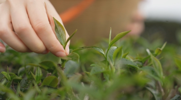 厚街：大逕云霧茶場迎來采茶季.jpg